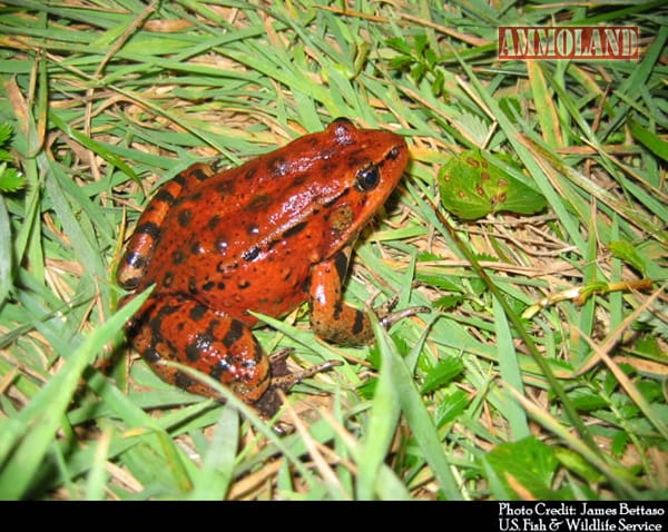 CA Red Legged Frog