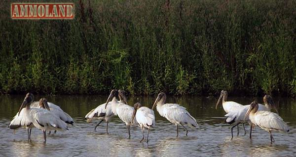 LDWF Wood Stork Image