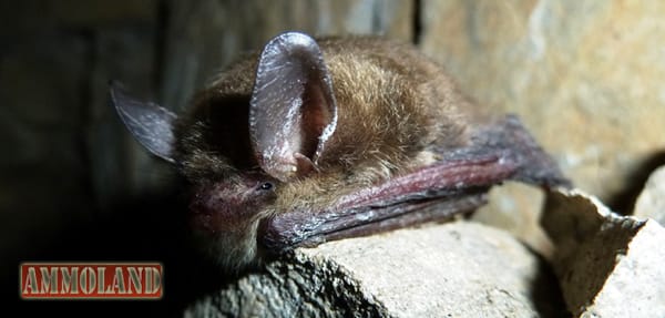 Northern Long Eared Bat