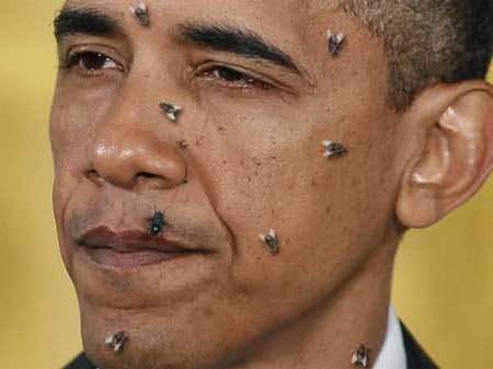 Obama Stinks Attracking Flys