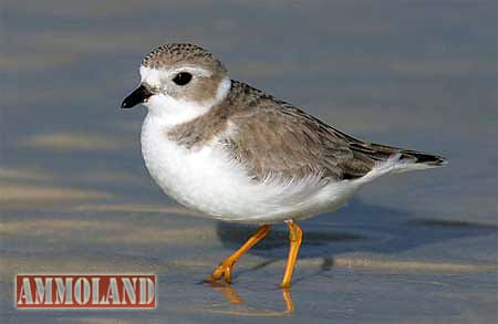 Piping Plover