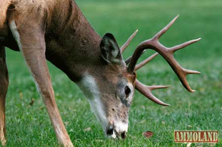 Buck Deer Food Buck Deer Food