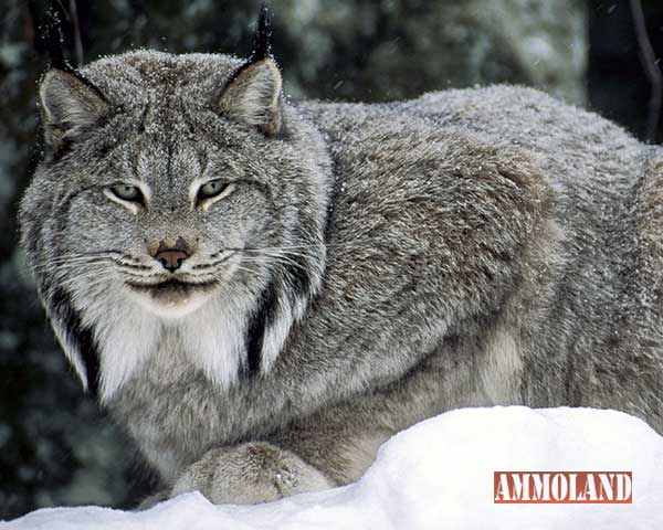 Canadian Lynx