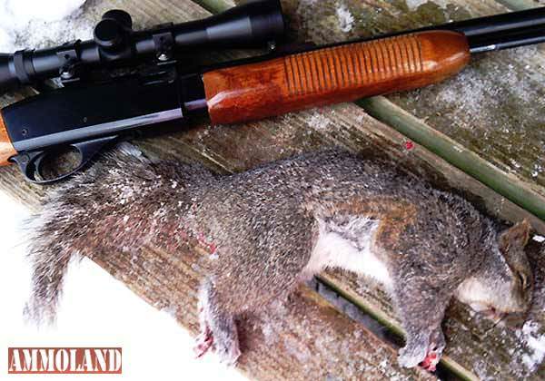Squirrel Hunting