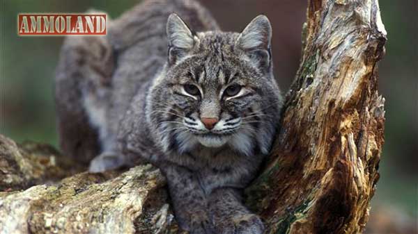 Utah Bobcat