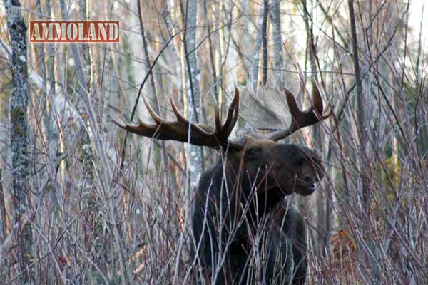 Vermont Moose