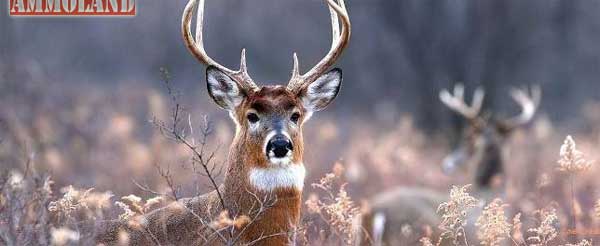 Whitetail Deer Bucks