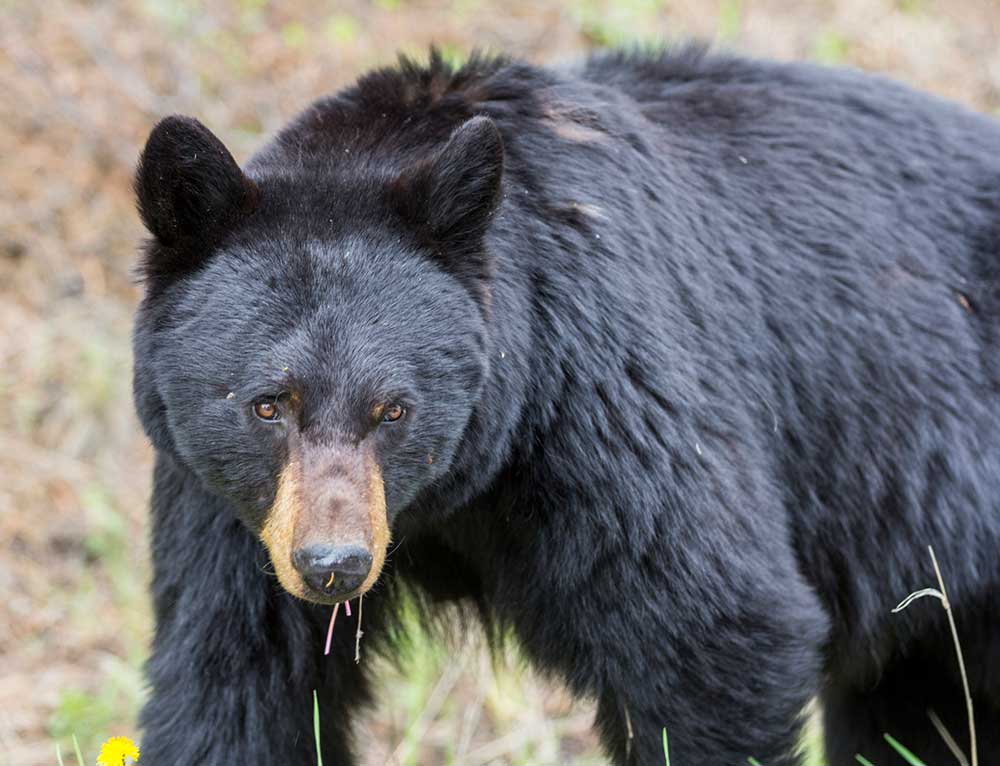 Black Bear