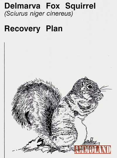 Delmarva Fox Squirrel Recovery Plan