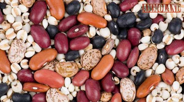 Dried Beans