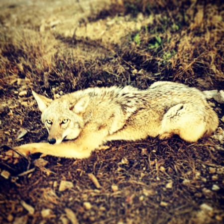 Coyote and Fawn Predation