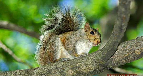 Gray Squirrel