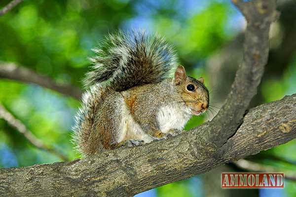 Gray Squirrel