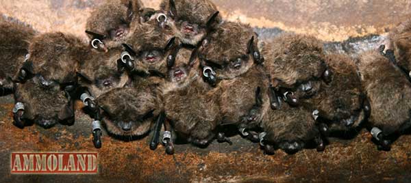 Bats White Nose Syndrome