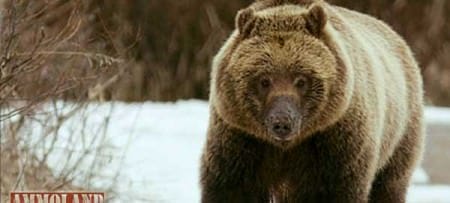 Brown Bear