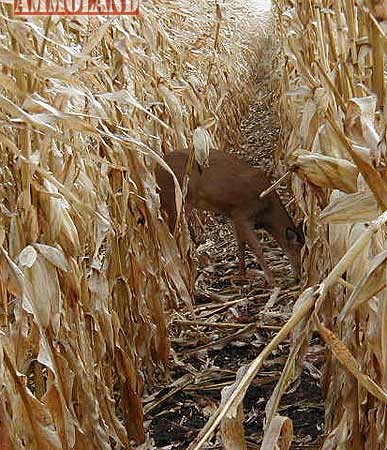 Getting the Jump on Deer in Standing Corn