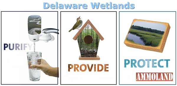 Delaware Wetlands