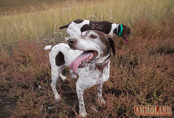 Pheasant Hunting Dogs