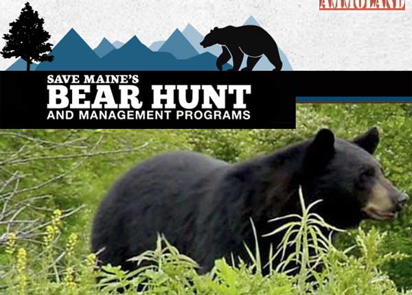 Save Maines Bear Hunt