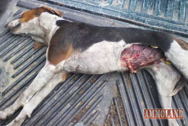 Walker Hound Killed By Wolves