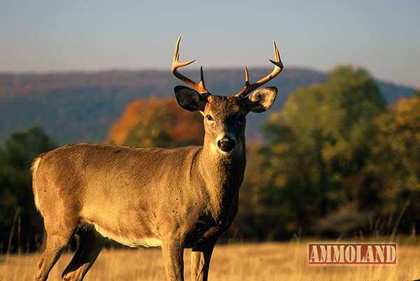 White Tailed Deer