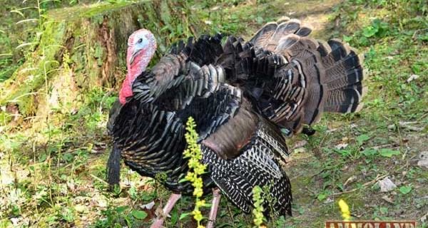 Wild Turkey Fall Hunting Season