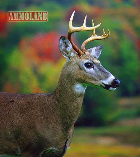 6 Ft White-Tail Deer