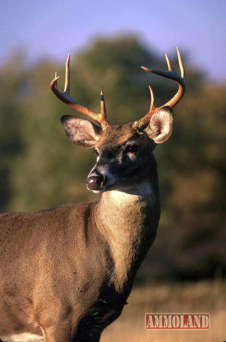 White Tail Deer