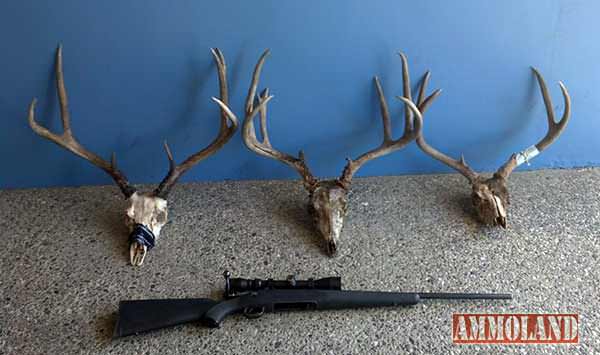 Amador County California Man Sentenced for Poaching