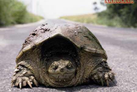 Alligator Snapping Turtle