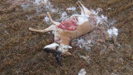 Information Sought in Antelope Poaching South of Hingham
