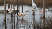 14 Juvenile Whooping Cranes Added to Louisiana’s Experimental Population