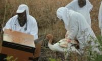 14 Juvenile Whooping Cranes Added to Louisiana’s Experimental Population