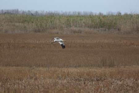 Crane in flight