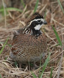 Quail