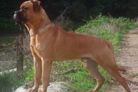 Bullmastiff