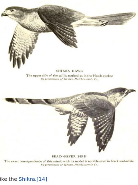 Brain-Fever Bird, Brain-Fever Bird,