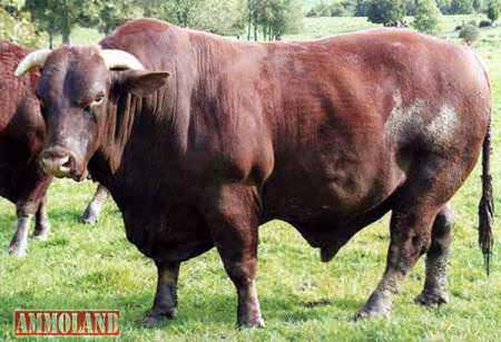 Santa Gertrudis Bull