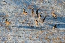 Mule deer in Sioux County run beneath the helicopter during the survey in February. (NEBRASKAland/Justin Haag)