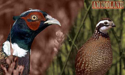 WHAT HUNTERS SHOULD KNOW ABOUT AVIAN INFLUENZA