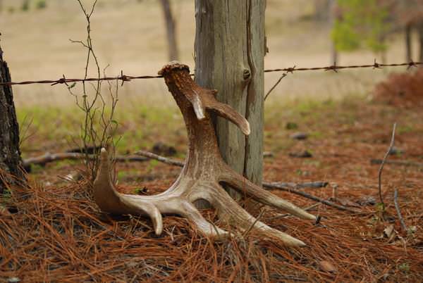 Shed Antler 