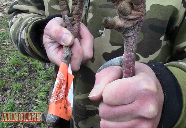 Michigan Wild Turkey Spurs with Glen Wunderlich 2015 Michigan Wild Turkey Spurs with Glen Wunderlich 2015