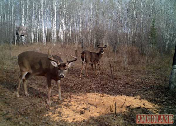 12 Trail Camera Concepts - A Watchful Eye