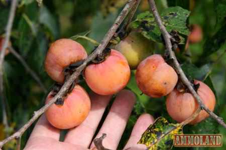 Chestnut Hill Outdoors - Persimmon Trees - Deer Candy