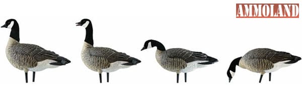 AXF and AXP Lesser Canada Goose Decoys from Avian-X