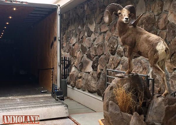 Photos of the Boone and Crockett Heads and Horns of America Collection heading to Missouri. Photos courtesy Buffalo Bill Center of the West