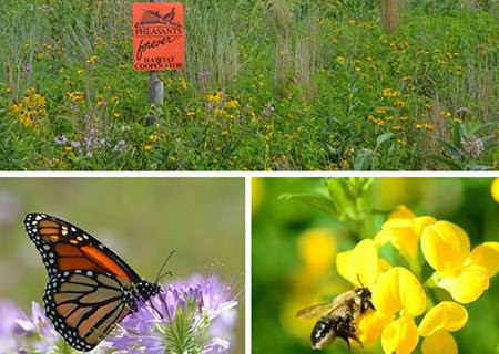 Pheasants Forever Chapters in California to Focus on Habitat, Youth Education