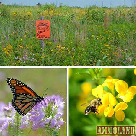 Pheasants Forever Chapters in California to Focus on Habitat, Youth Education