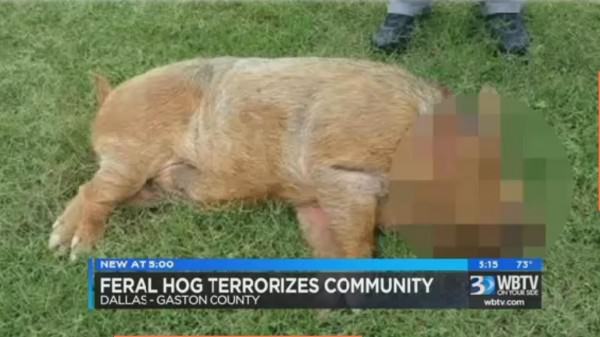 Neighbor Stops Rampaging Feral Hog; Media credits Officials
