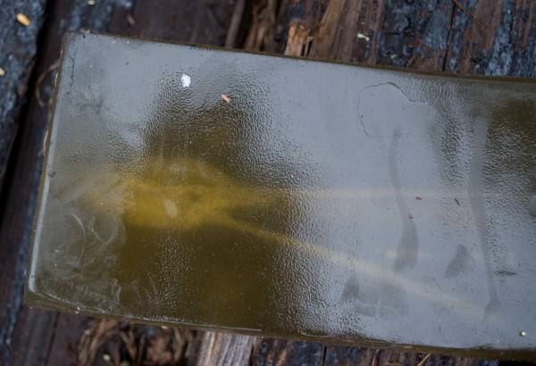 Note the three different wound tracks in this Clear Ballistics gelatin.